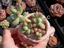 Load image into Gallery viewer, Pachyphytum Apple | 苹果美人