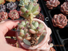 Load image into Gallery viewer, Pachyphytum Apple | 苹果美人