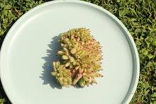 Load image into Gallery viewer, Echeveria agavoides