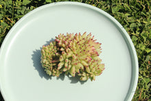 Load image into Gallery viewer, Echeveria agavoides f. cristata