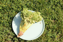 Load image into Gallery viewer, Sedum corynephyllum cristata