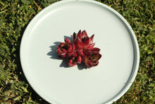 Load image into Gallery viewer, Red Sandalwood Flower
