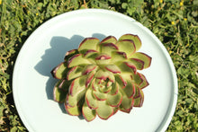 Load image into Gallery viewer, Echeveria 'Puli-lindsayana' flower