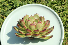 Load image into Gallery viewer, 'Puli-lindsayana' flower