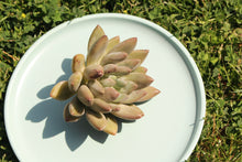 Load image into Gallery viewer, 'Red Dragonfly' flower