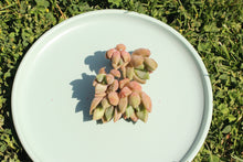 Load image into Gallery viewer, Pachyphytum spp
