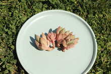 Load image into Gallery viewer, Pachyphytum spp flower