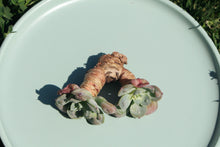 Load image into Gallery viewer, Echeveria Rain Drops