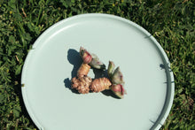 Load image into Gallery viewer, Echeveria Rain Drops flower