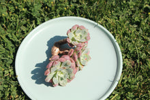 Load image into Gallery viewer, Echeveria Rain Drops