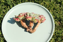 Load image into Gallery viewer, Echeveria Rain Drops Flower