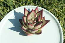 Load image into Gallery viewer, Echeveria agavoides Ebony