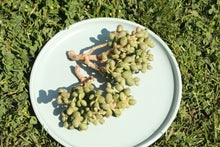 Load image into Gallery viewer, crassula flight flower