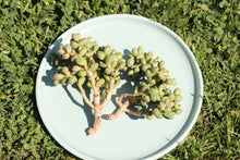 Load image into Gallery viewer, crassula flower