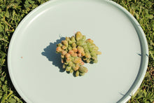 Load image into Gallery viewer, Pachyphytum compactum flower