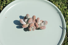 Load image into Gallery viewer, Pachyphytum spp. (Organge Snowball)