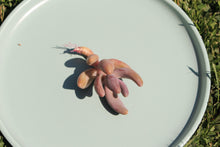 Load image into Gallery viewer, Pachysedum 'Ganzhou'