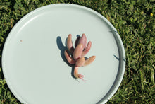 Load image into Gallery viewer, Pachysedum 'Ganzhou'