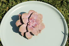 Load image into Gallery viewer, Graptopetalum pentandrum ssp. superbum