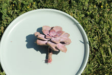 Load image into Gallery viewer, Graptopetalum pentandrum ssp. superbum