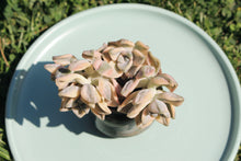 Load image into Gallery viewer, Graptoveria 'Titubans'