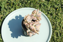 Load image into Gallery viewer, Graptoveria 'Titubans' flower