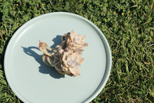 Load image into Gallery viewer, graptoveria 'titubans' best flower