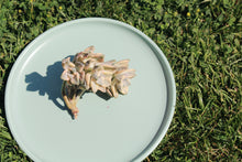 Load image into Gallery viewer, Graptoveria 'Titubans'