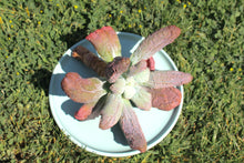 Load image into Gallery viewer, nicholas flower