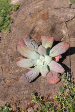 Load image into Gallery viewer, Nicholas amazing flower