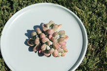 Load image into Gallery viewer, xGraptosedum