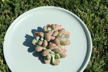 Load image into Gallery viewer, xGraptosedum flower