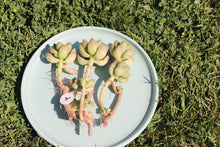 Load image into Gallery viewer, Sedum Shangri-la flower