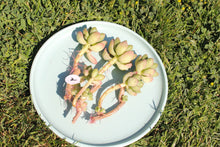 Load image into Gallery viewer, Shangri-la flower