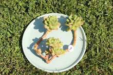 Load image into Gallery viewer, Shangri-la amazing flower