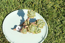 Load image into Gallery viewer, Shangri-la