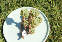 Load image into Gallery viewer, Sedum Shangri-la | 香格里拉