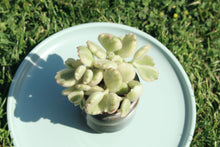 Load image into Gallery viewer, cotyledon ladismithiensis flower
