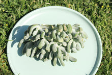 Load image into Gallery viewer, Pachyphytum werdermannii