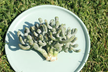 Load image into Gallery viewer, Pachyphytum werdermannii flower