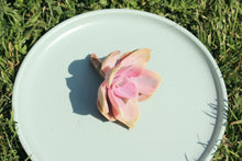 Load image into Gallery viewer, echeveria rainbow