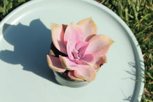 Load image into Gallery viewer, echeveria rainbow flower