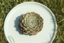 Load image into Gallery viewer, Echeveria 'Red hole'