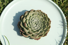 Load image into Gallery viewer, Echeveria 'Red hole'