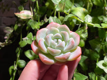 Load image into Gallery viewer, Echeveria Ice Green | 冰玉