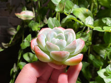 Load image into Gallery viewer, Echeveria Ice Green | 冰玉