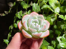 Load image into Gallery viewer, Echeveria Ice Green | 冰玉