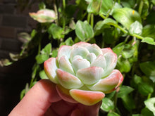 Load image into Gallery viewer, Echeveria Ice Green | 冰玉