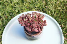Load image into Gallery viewer, Echeveria Suyon
