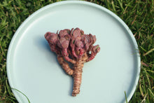 Load image into Gallery viewer, Echeveria Suyon Red Flower